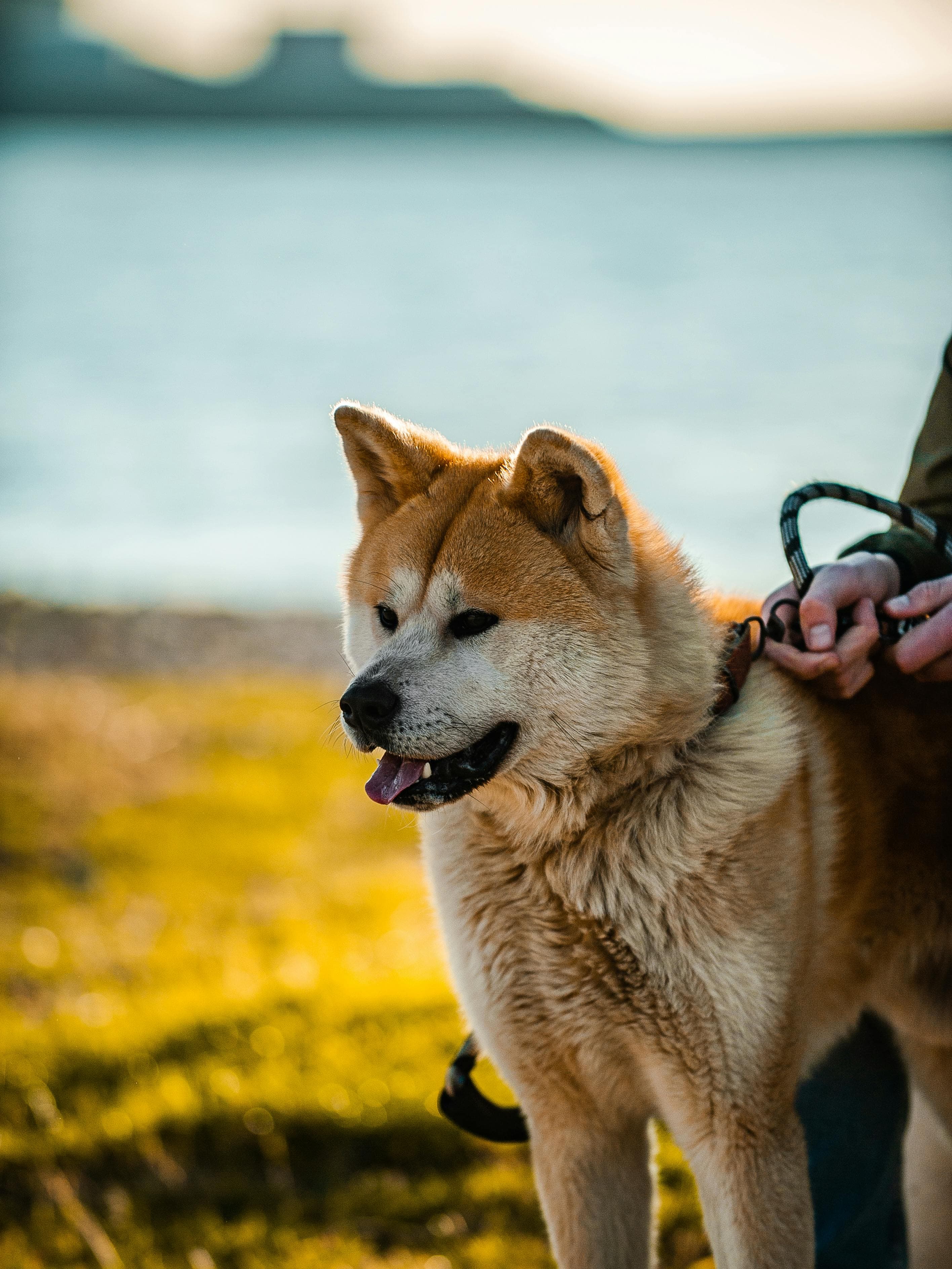Chien à la campagne