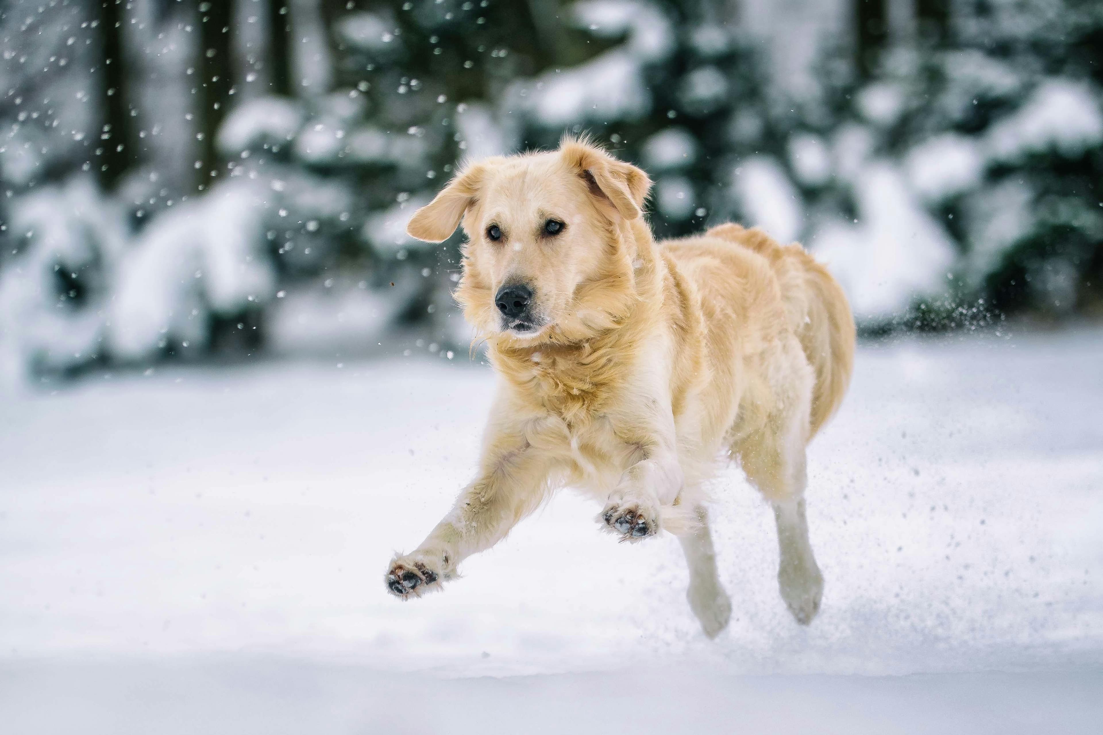 Chien en montagne