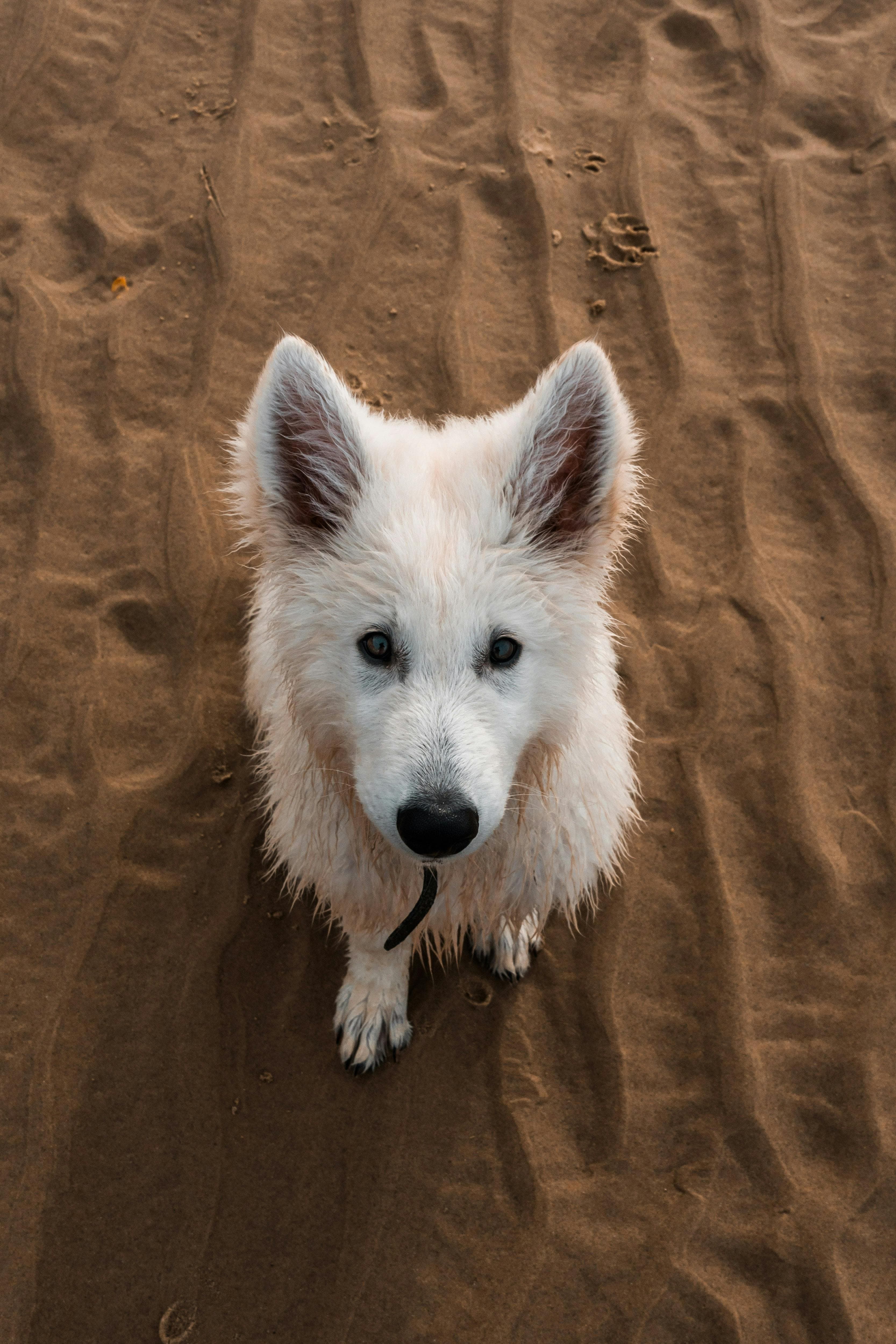 Chien à la plage