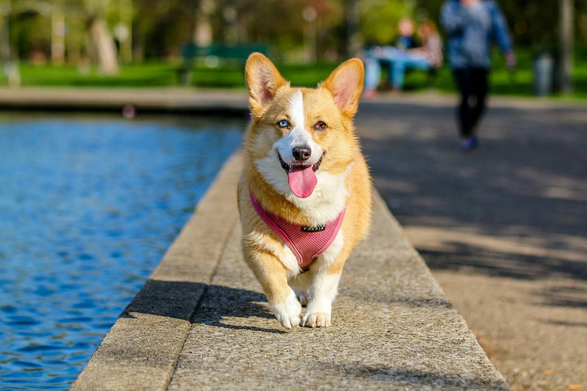 Chien en ville